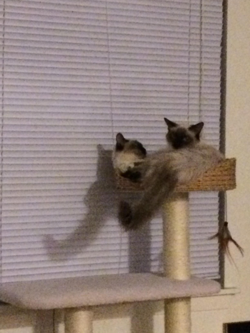 Illustration for article titled Scenes from a cat tree (post your pets!)